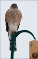 Cooper's Hawk